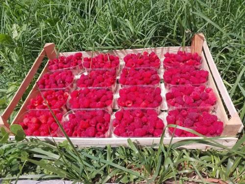 Maline