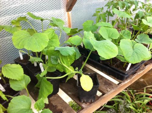squash-and-courgettes-ready-to-transplant-Easter-Sunday-20112